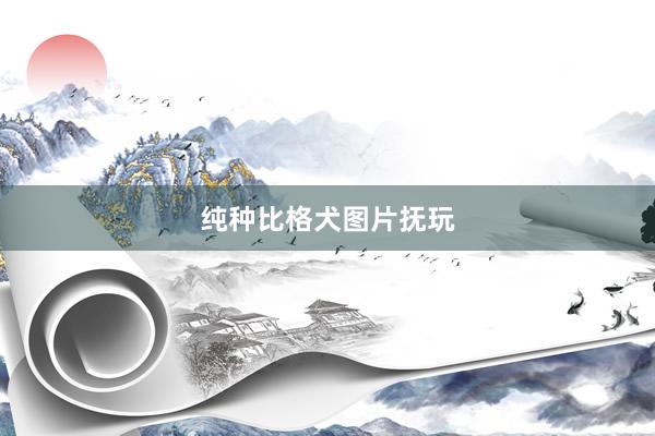 纯种比格犬图片抚玩
