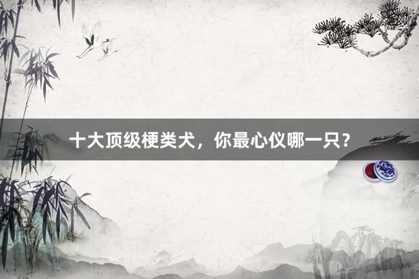 十大顶级梗类犬，你最心仪哪一只？